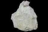 Blastoid (Pentremites) Fossil - Illinois #68947-1